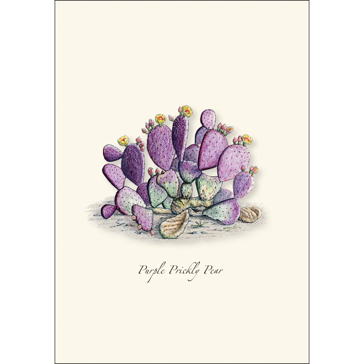 Boxed Notecards: Cacti Assortment I - Image 4