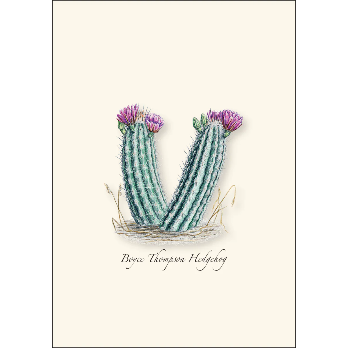 Boxed Notecards: Cacti Assortment I - Image 5