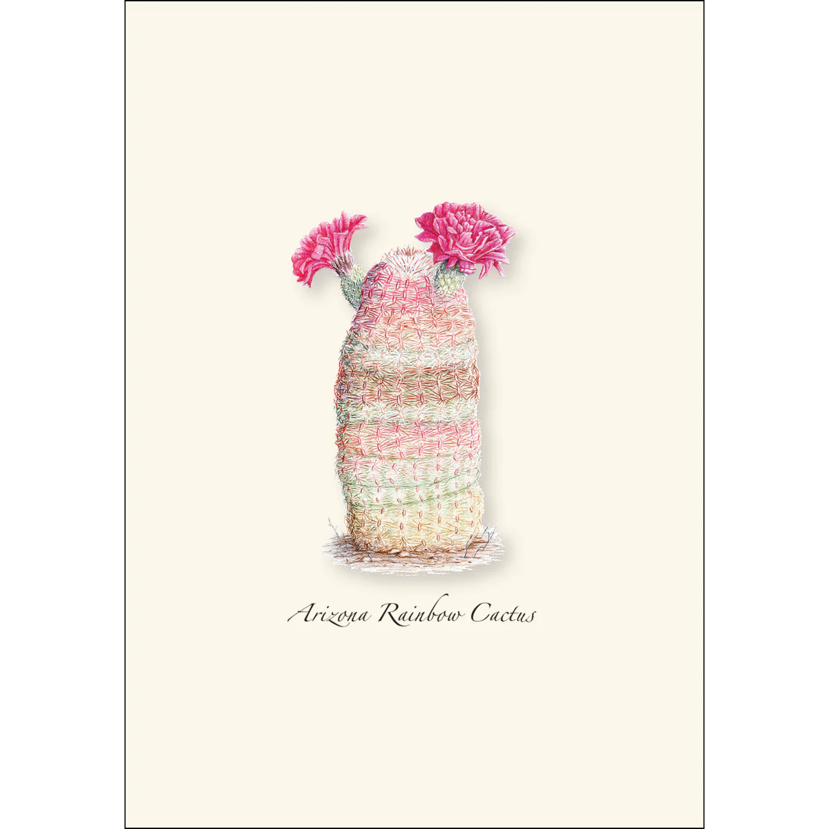 Boxed Notecards: Cacti Assortment I - Image 6