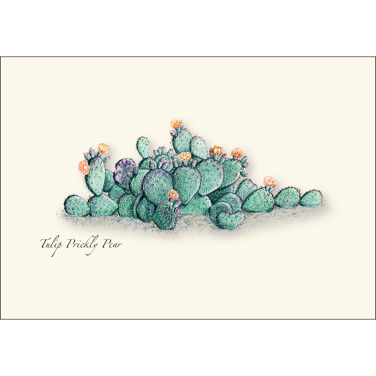 Boxed Notecards: Cacti Assortment II - Image 4