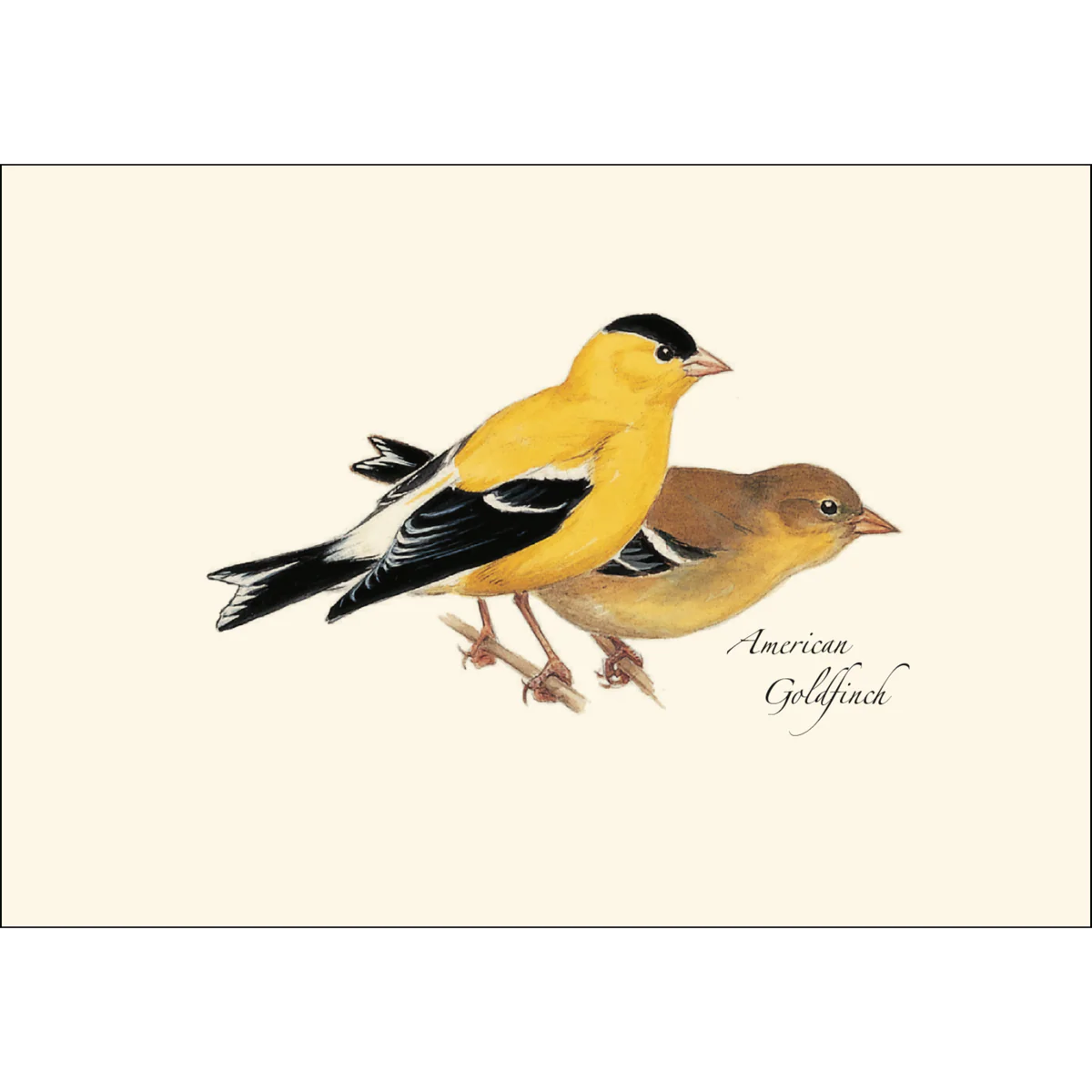 Boxed Notecards: Western Birds - Image 3