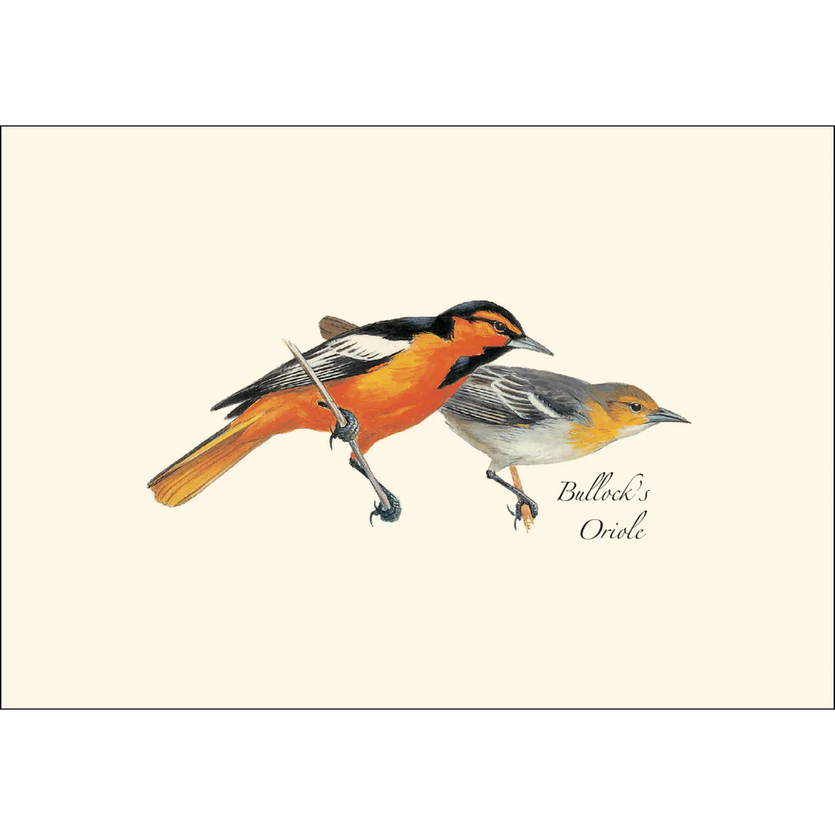 Boxed Notecards: Western Birds - Image 4