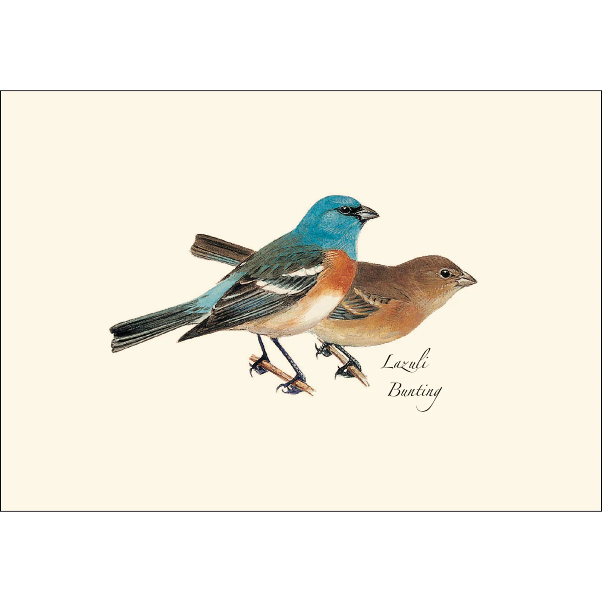 Boxed Notecards: Western Birds - Image 5