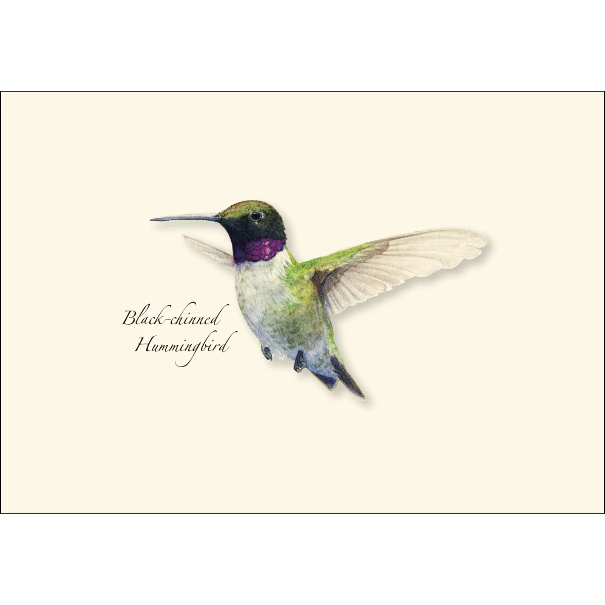 Boxed Notecards: Western Hummingbird - Image 3