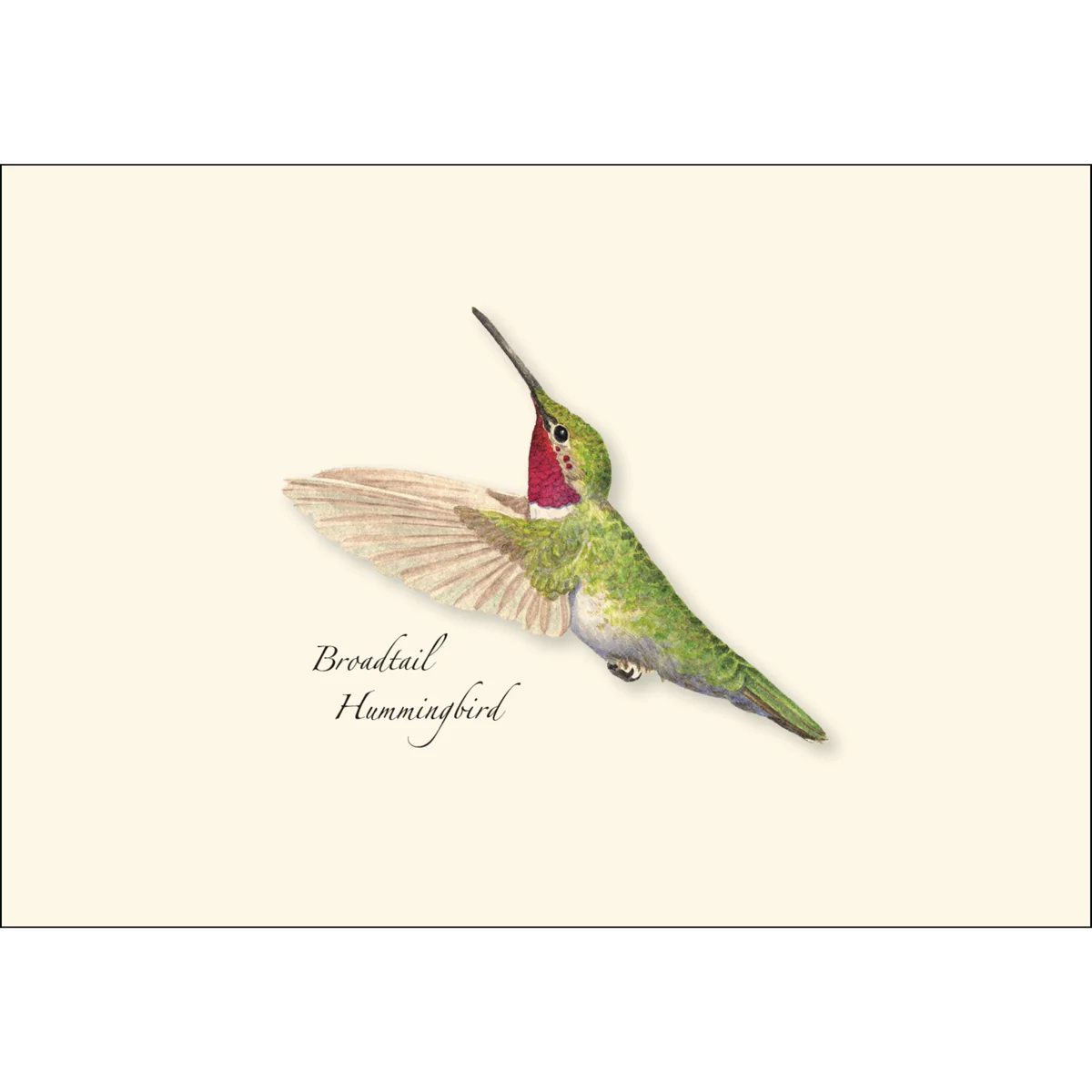 Boxed Notecards: Western Hummingbird - Image 4